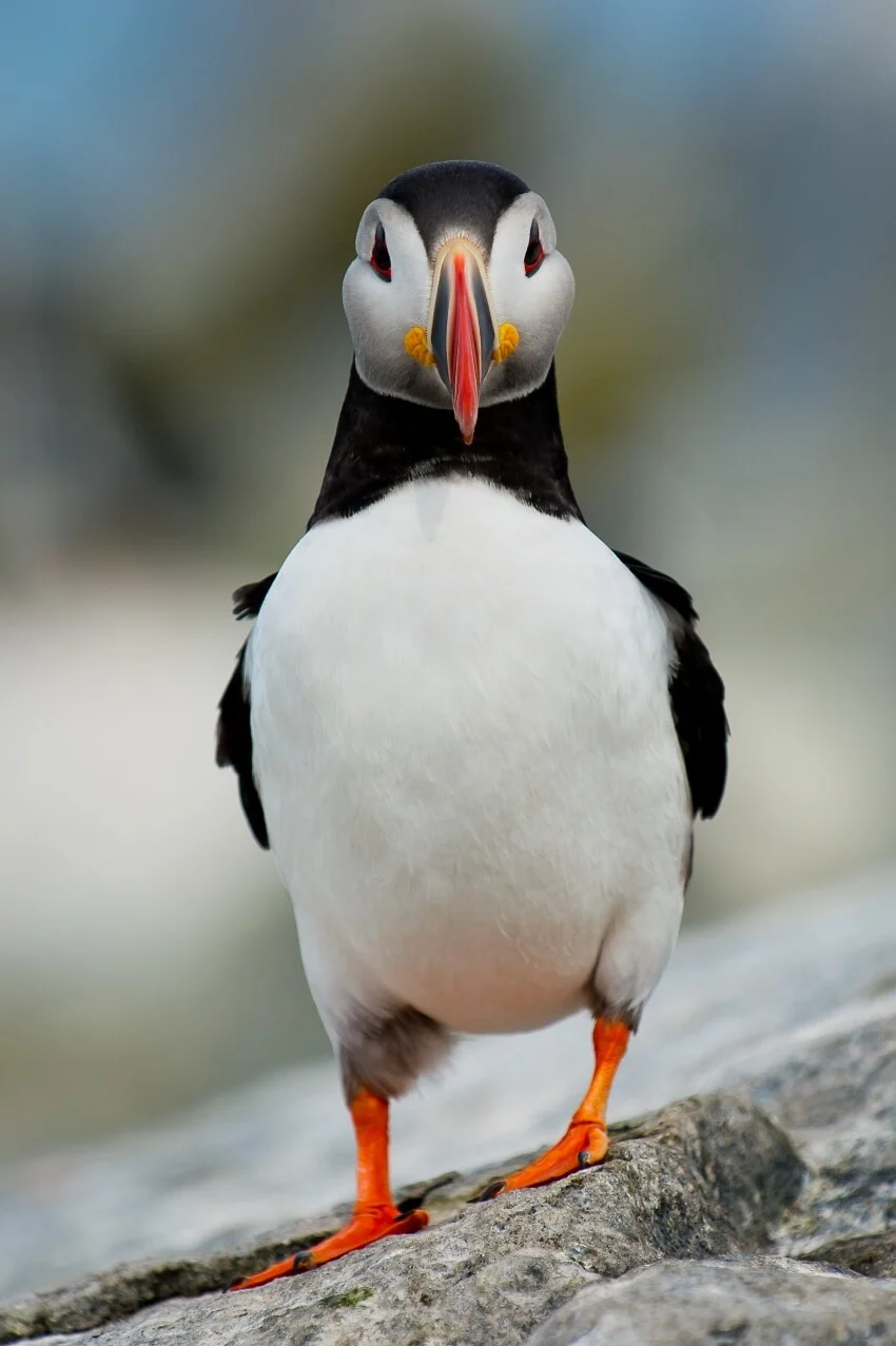 List of Animals That Mate for Life 2 Atlantic Puffin