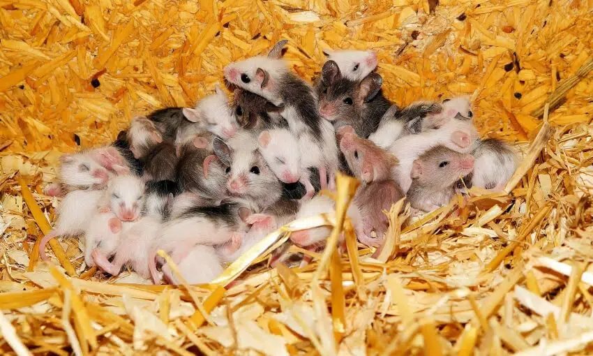How Similar is Human DNA to Other Animals? 2 Baby Mice