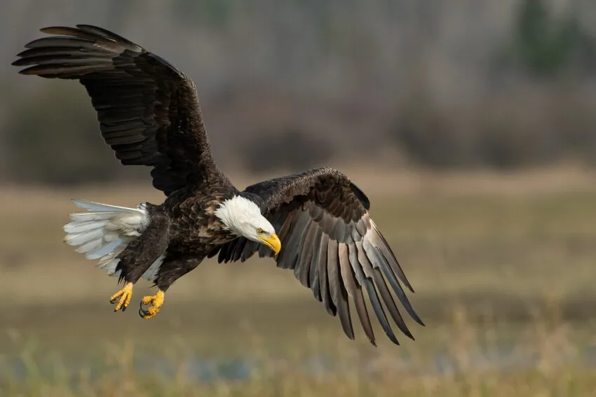 List of Animals That Mate for Life 3 Bald Eagle