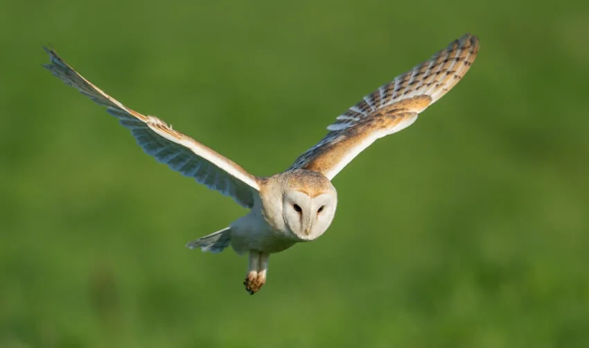 List of Animals That Mate for Life 4 Barn Owl