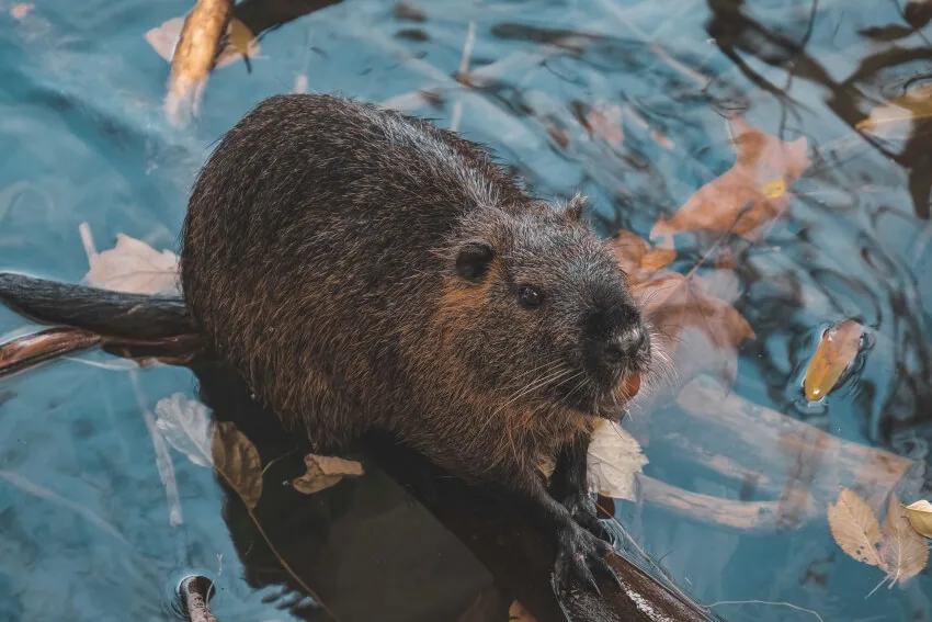 List of Animals That Mate for Life 5 Beaver