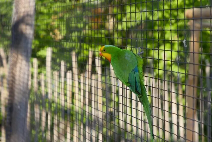 12 Reasons Why Animals Should Not Be Kept in Zoos 7 Bird in a Cage