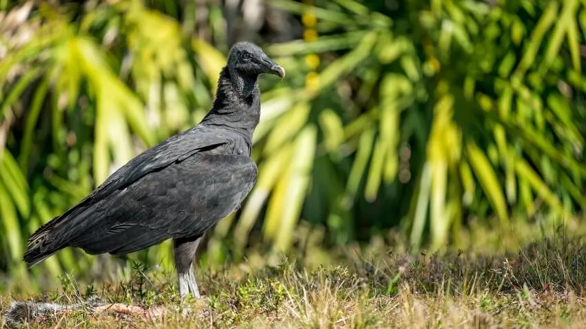  Black Vulture