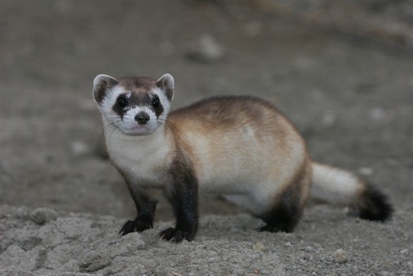 Black-footed ferret