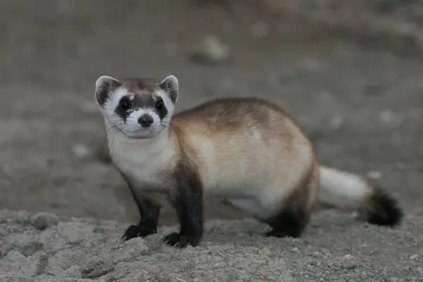 10 Important Pros and Cons of Captive Breeding 2 Black-footed ferret