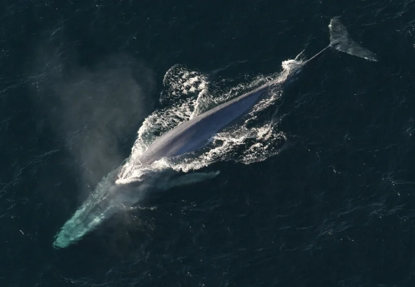 Why Were Animals So Big in the Past? Here Are 6 Reasons 7 Blue Whale
