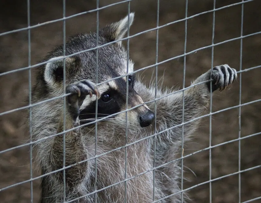 Caged Raccoon