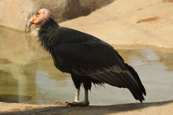10 Important Pros and Cons of Captive Breeding 3 Condor