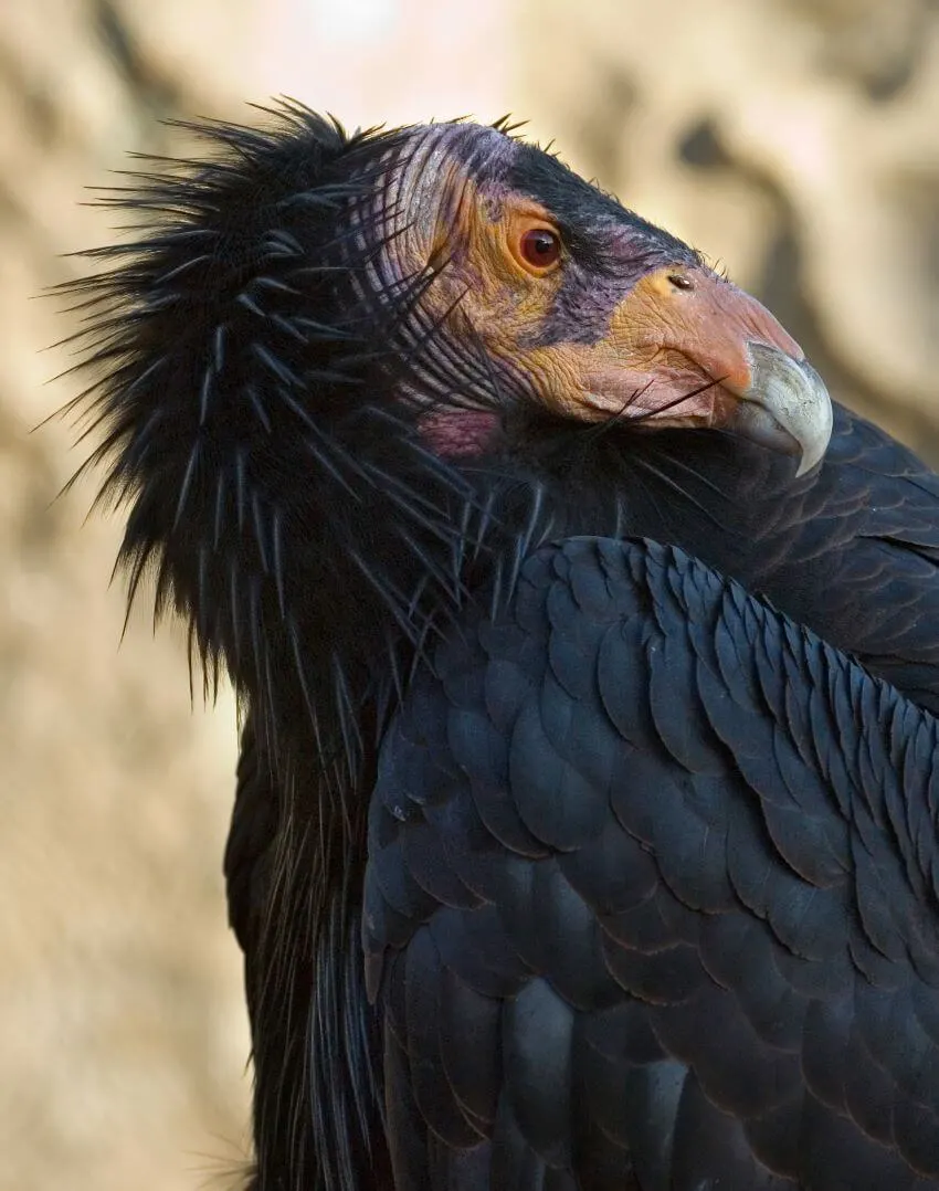 List of Animals That Mate for Life 7 California Condor