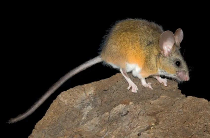 List of Animals That Mate for Life 8 California Mice