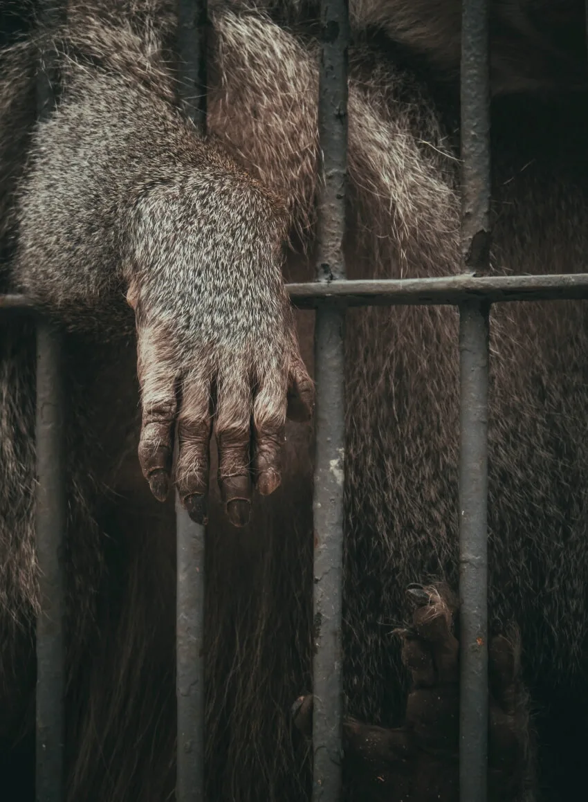 12 Reasons Why Animals Should Not Be Kept in Zoos