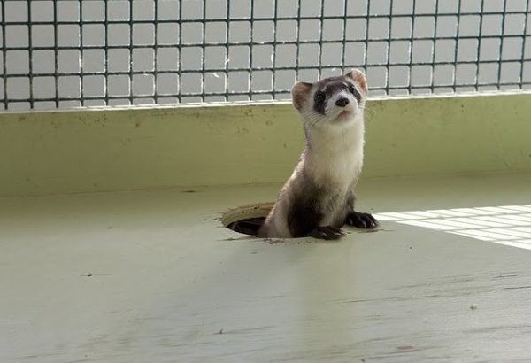 Captive breeding