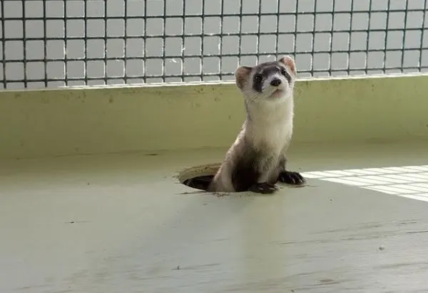 Captive breeding