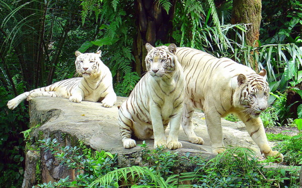 Captive breeding of tigers