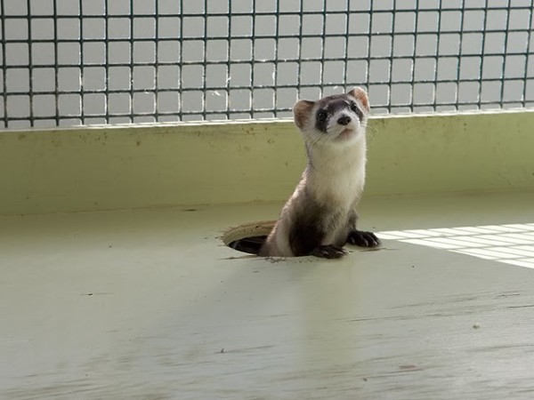 10 Important Pros and Cons of Captive Breeding 10 Important Pros and Cons of Captive Breeding