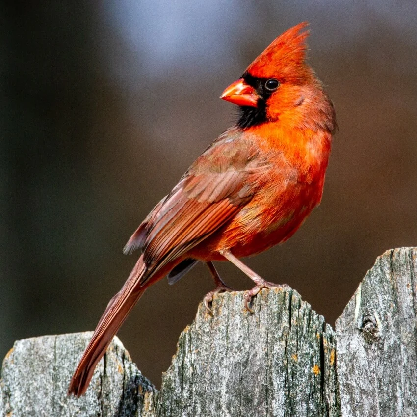 List of Animals That Mate for Life 9 Cardinals