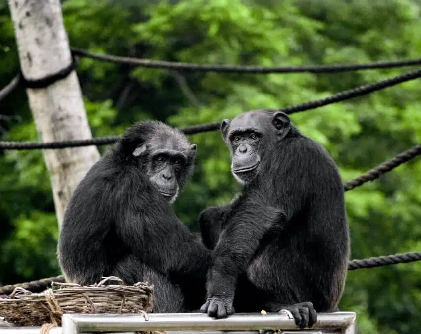 How Similar is Human DNA to Other Animals? 1 Chimpanzees