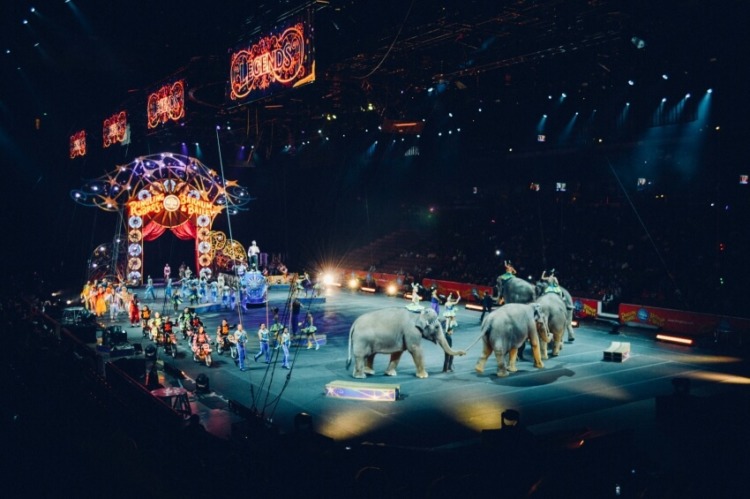 Animal Circus