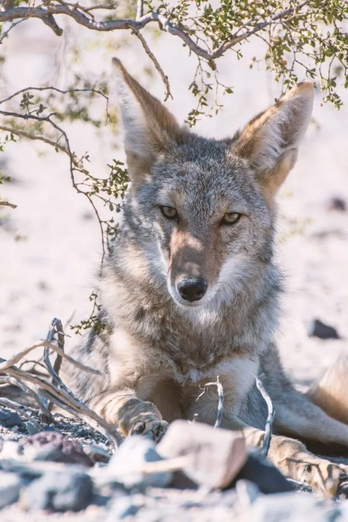 List of Animals That Mate for Life 10 Coyote