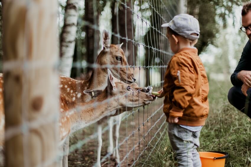 Deer's in Captivity