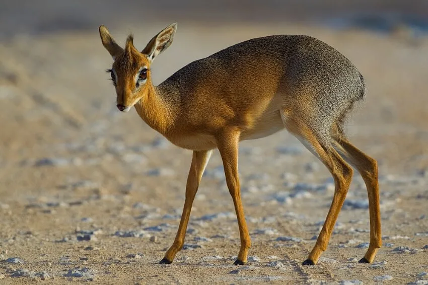 List of Animals That Mate for Life 11 Dik Dik
