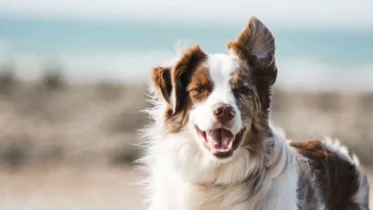 Animals with the Best Sense of Smell