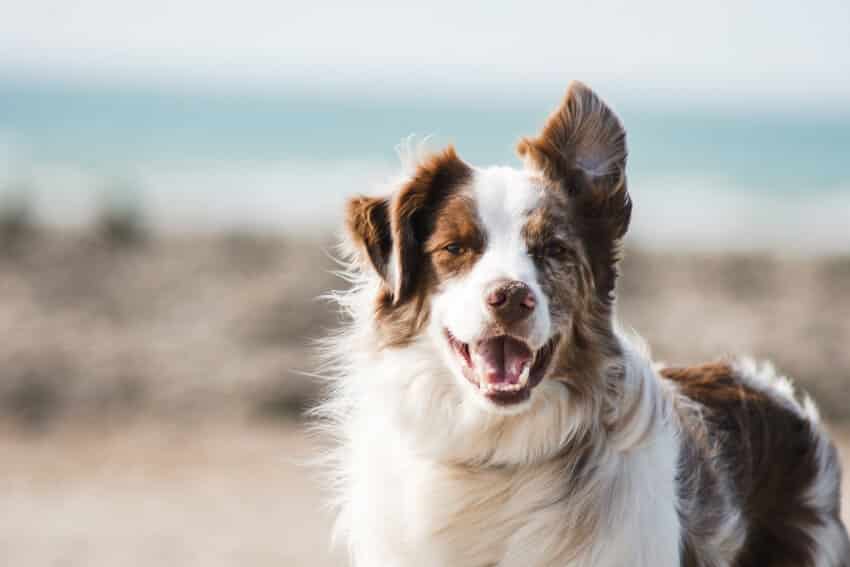 12 Animals with the Best Sense of Smell 12 Animals with the Best Sense of Smell