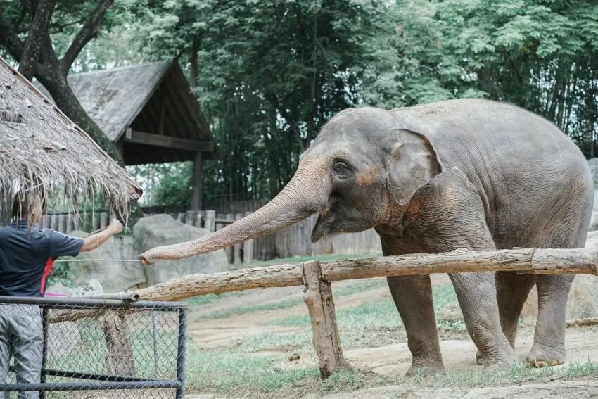 Elephant in Captivity