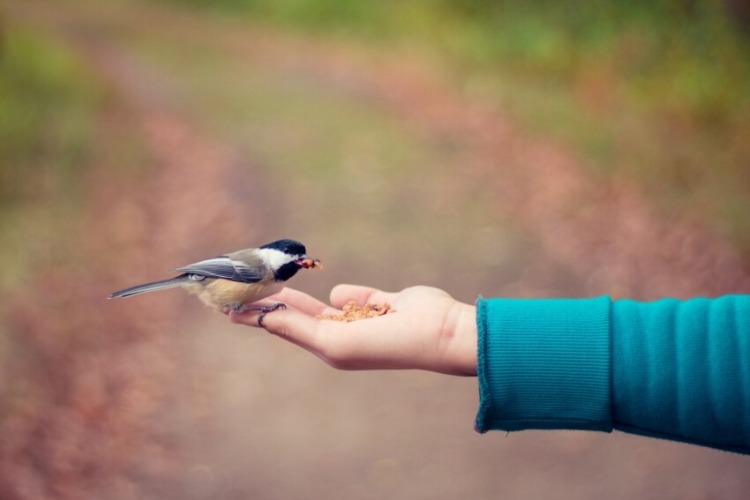 Feeding a Bird