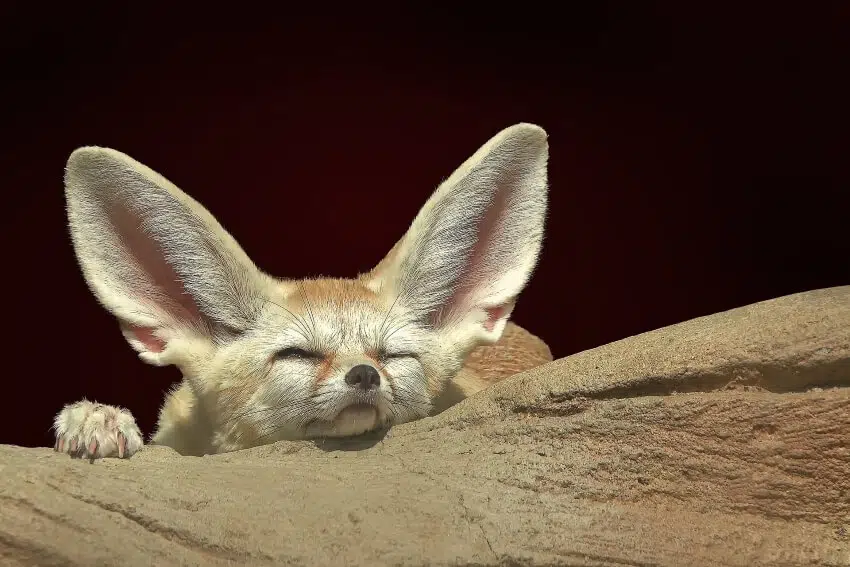 10 Most Comfortable Animals in the World 5 Fennec Fox
