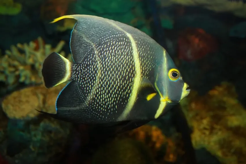List of Animals That Mate for Life 12 French Angelfish
