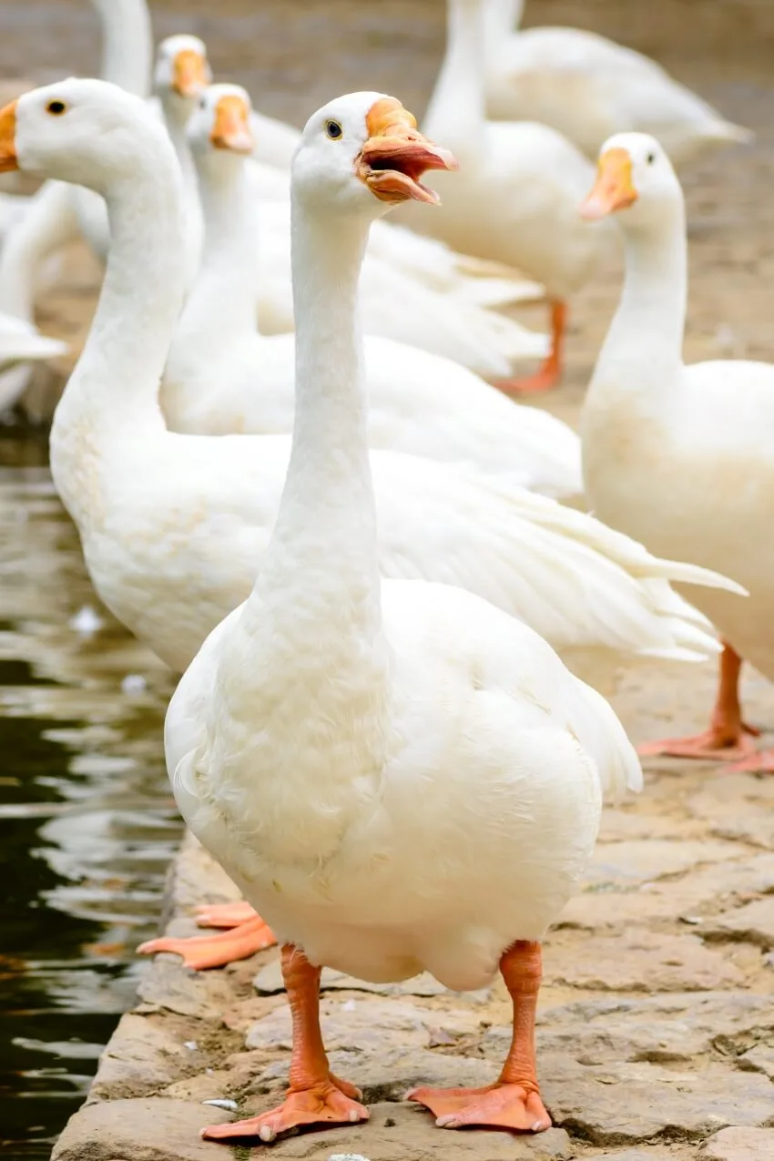 List of Animals That Mate for Life 13 Geese