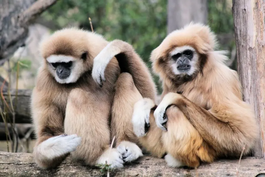 List of Animals That Mate for Life 14 Gibbons