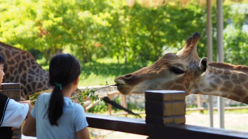 Giraffe in a Zoo