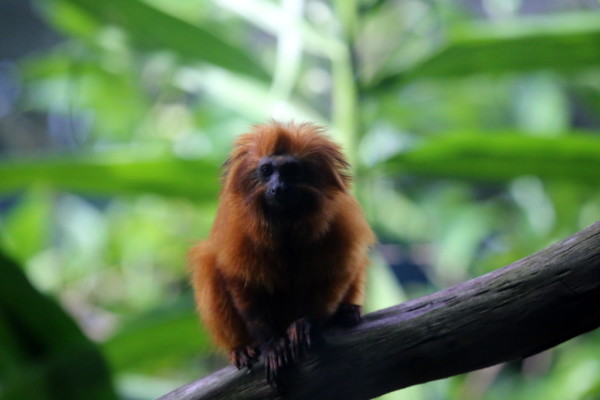 Golden Lion Tamarin