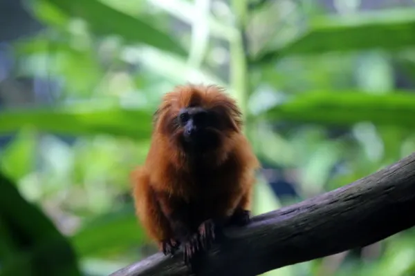 10 Important Pros and Cons of Captive Breeding 5 Golden Lion Tamarin