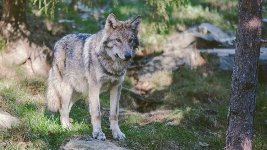 17 Cruel Animals Around the World 17 Gray Wolf