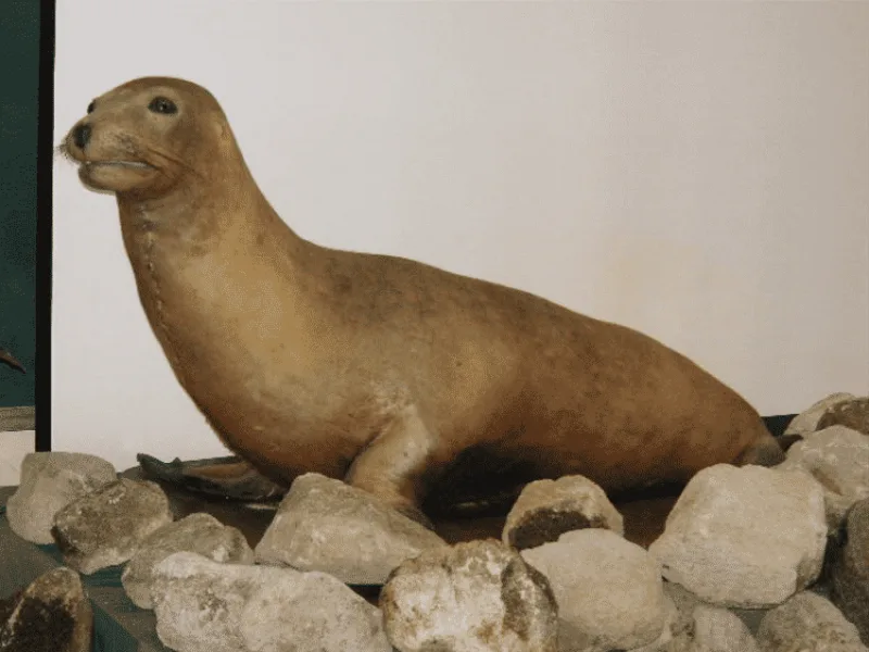 Japanese Sea Lion