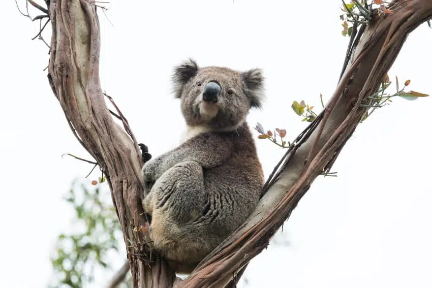 10 Most Comfortable Animals in the World 7 Koala