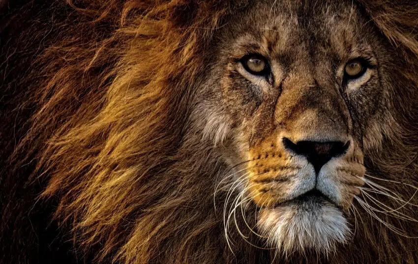 10 Most Comfortable Animals in the World 3 Lion