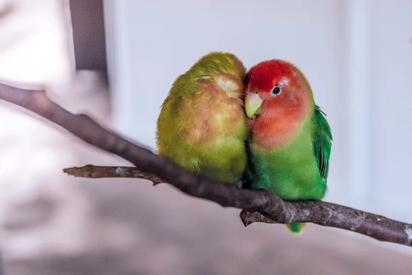 List of Animals That Mate for Life 16 Lovebirds