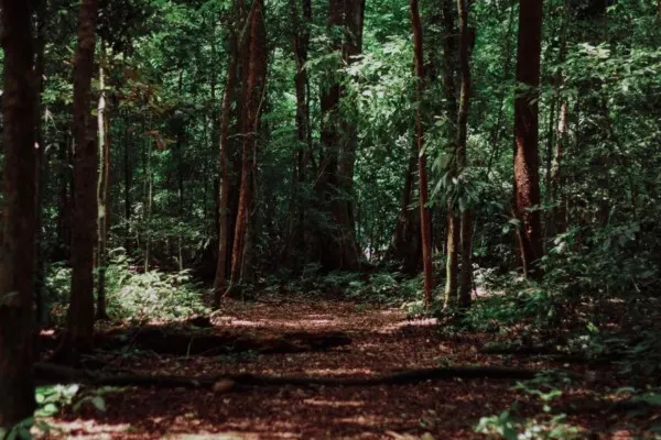 Lush Forest