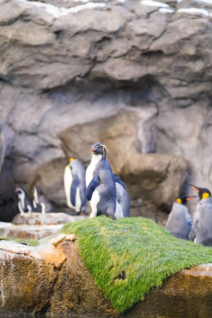  Macaroni Penguins