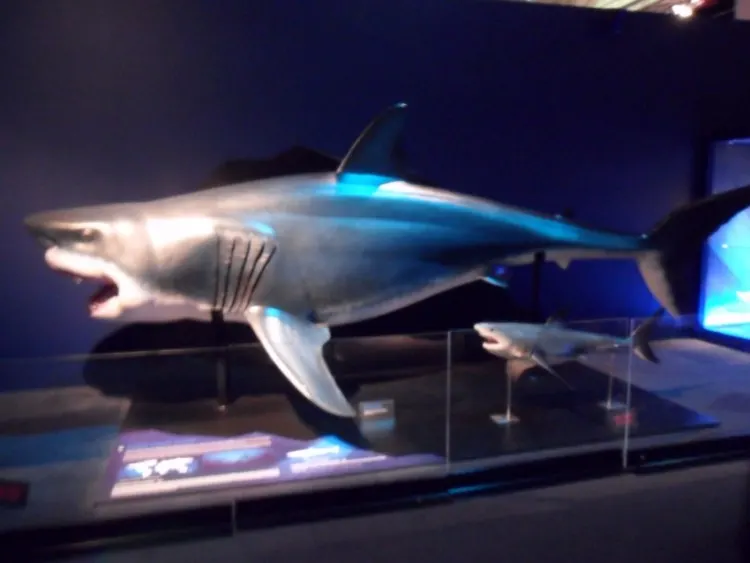 A replica of Megalodon in a museum