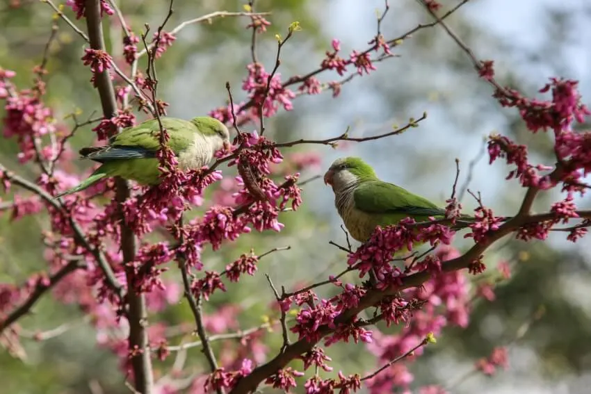 List of Animals That Mate for Life 18 Monk Parakeets