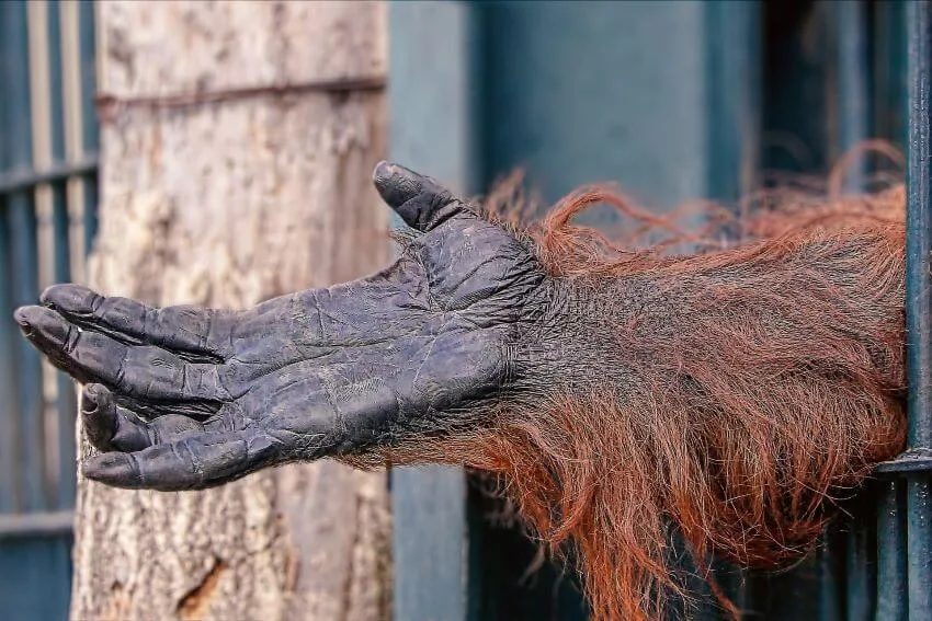 12 Reasons Why Animals Should Not Be Kept in Zoos 6 Monkey's Hand