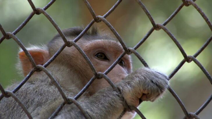 Why Animals Should Not Be Kept in Zoos