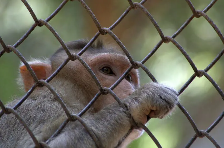 Why Animals Should Not Be Kept in Zoos