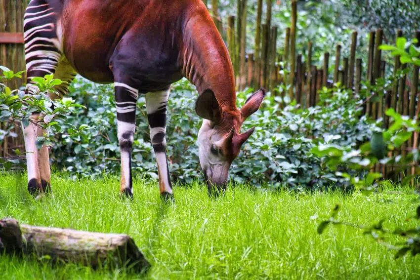 10 Most Comfortable Animals in the World 2 Okapi