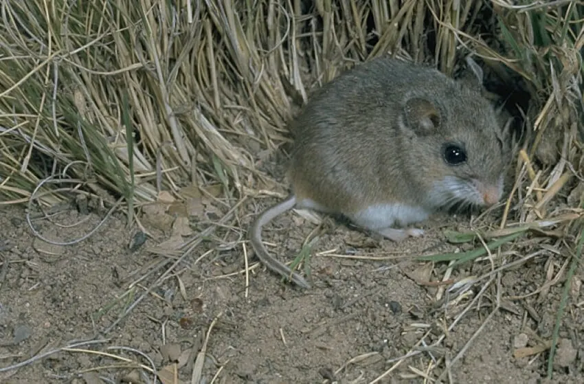 List of Animals That Mate for Life 19 Oldfield Mice